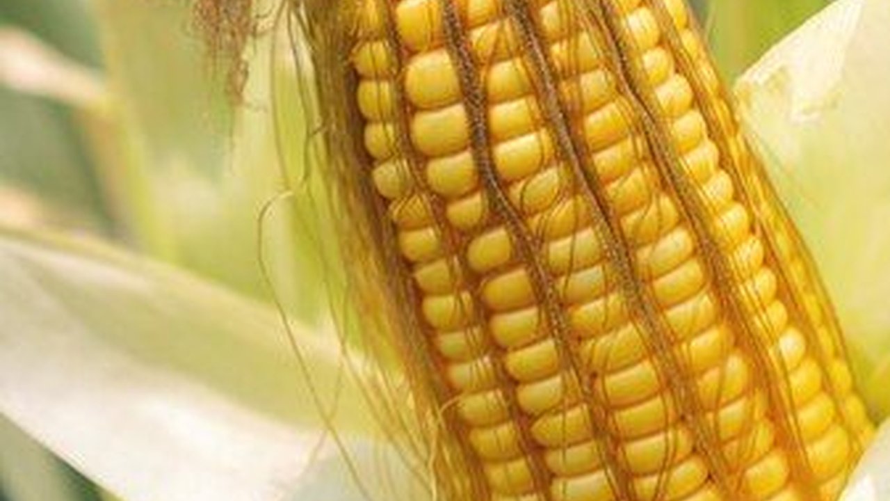 Budi Daya Tanaman yang Menguntungkan dan Bisa Dicoba di Rumah