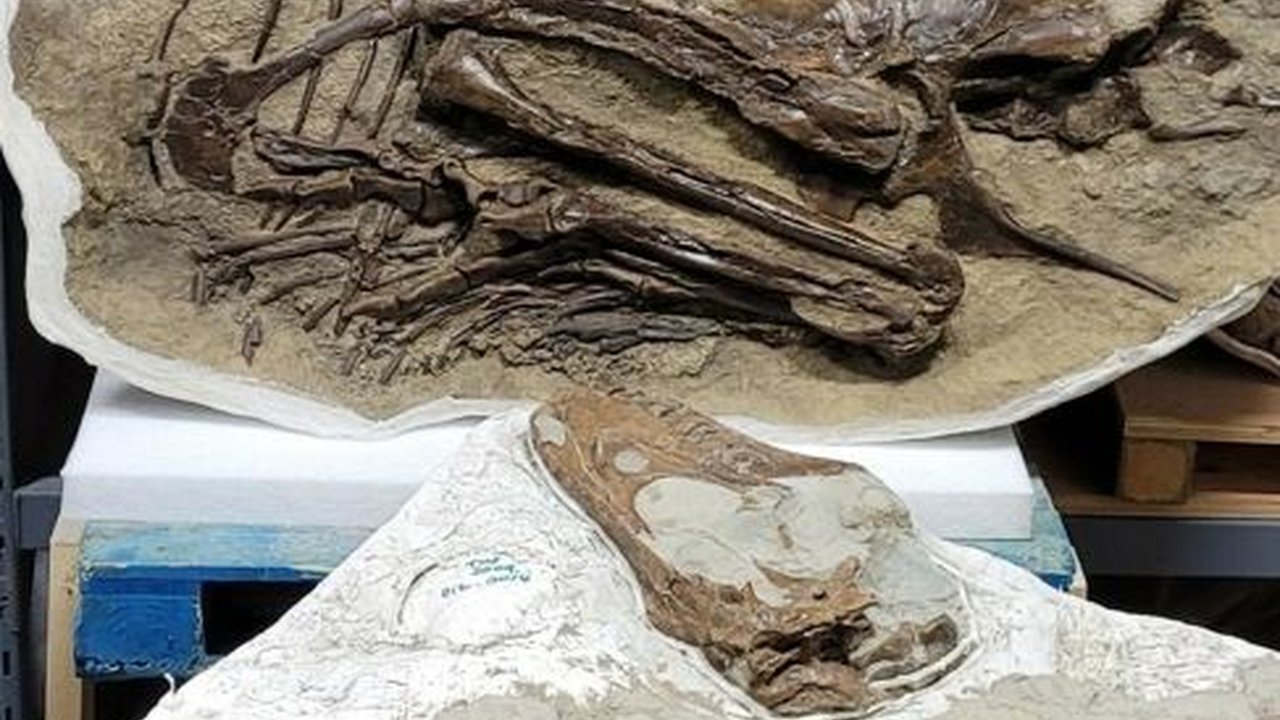 Penampakan Fosil T-Rex Lengkap dengan Makanan Terakhirnya, Terawetkan Secara Alami