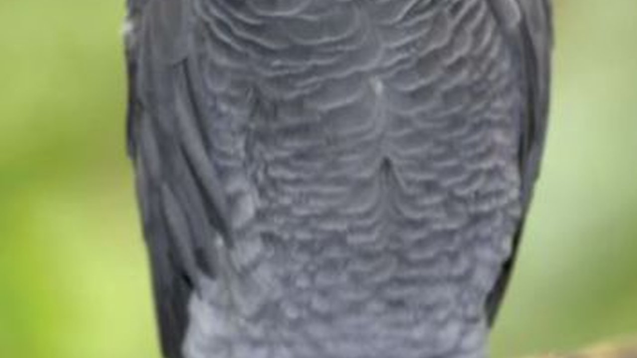 Burung Kakatua Ini Mendadak Fasih Berbahasa Spanyol Saat Kembali ke Pemiliknya Setelah 4 Tahun Hilang