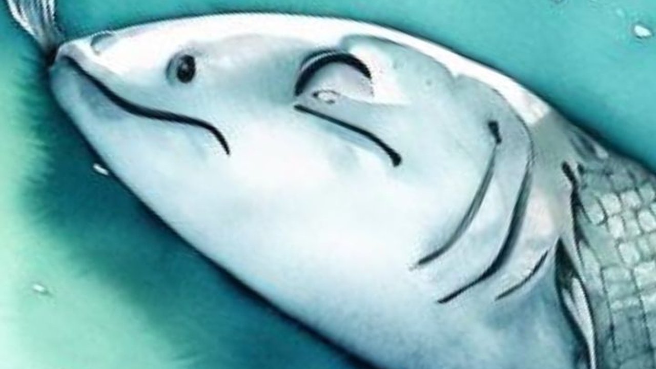 Alasan Mengapa Ikan Tidurnya Melek, Ini Penyebabnya