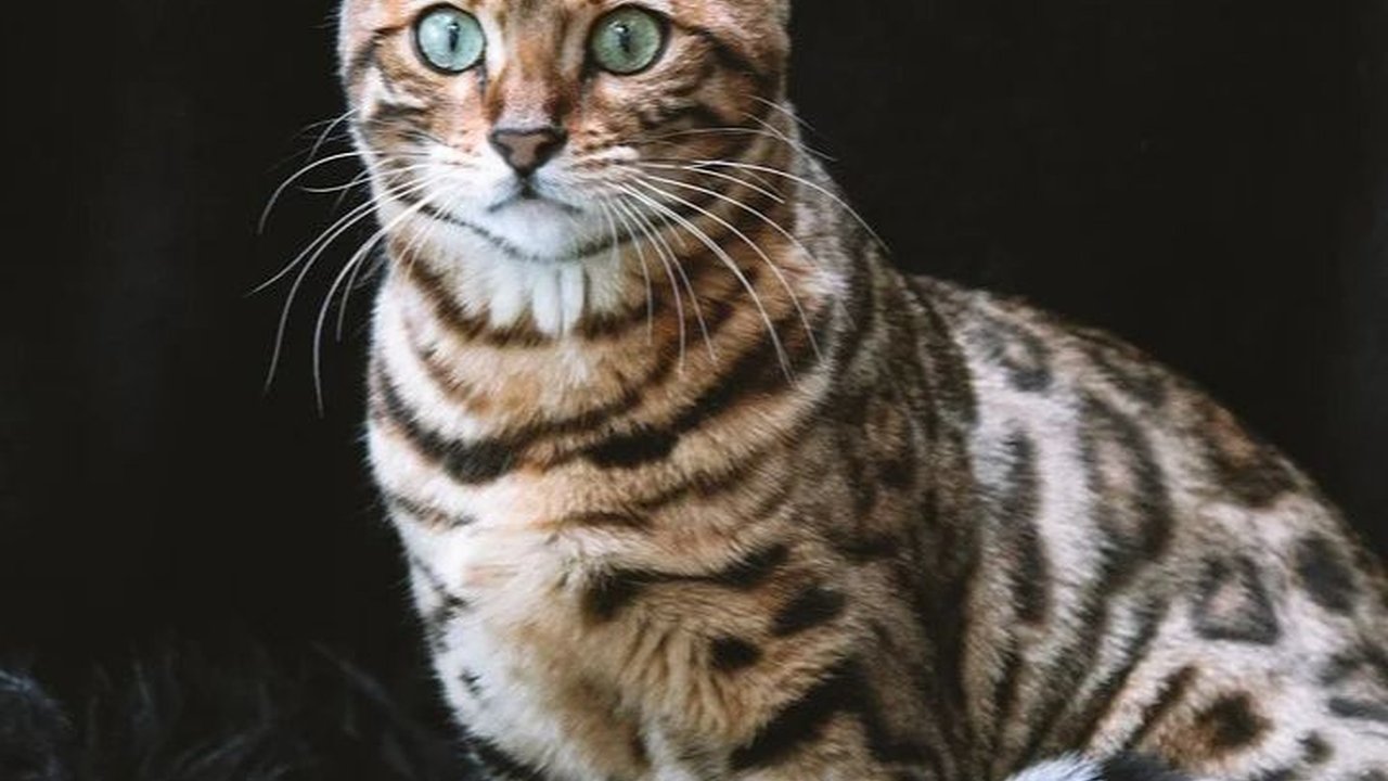 Ide Nama Kucing Betina yang Lucu dan Unik, Bisa Jadi Pilihan