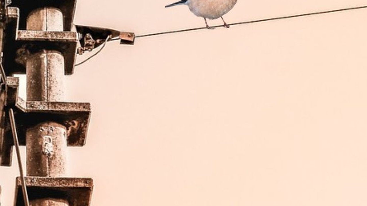 Sering Nangkring di Kabel Listrik, Kok Bisa Burung Tak Tersengat Listrik?