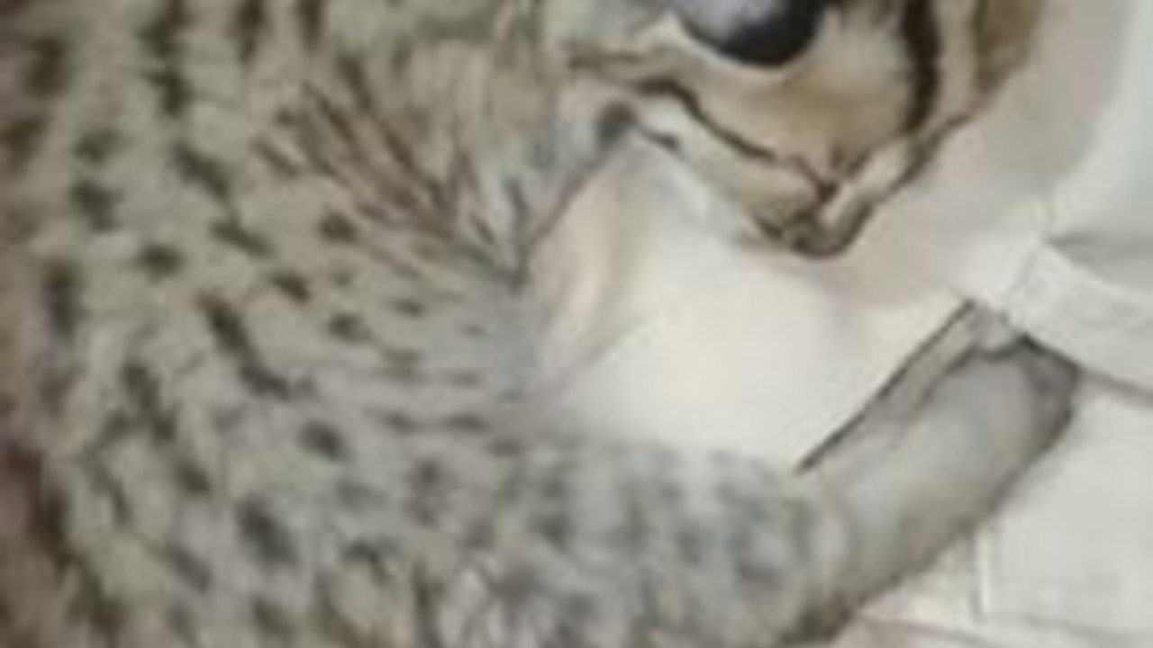 Terancam Punah, Begini Potret Anakan Kucing Macan Akar yang Dilindungi Undang-Undang saat Ditemukan Tanpa Sengaja