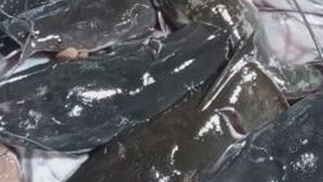 Cara Cepat Hilangkan Lendir Ikan Lele dengan 2 Bahan Dapur