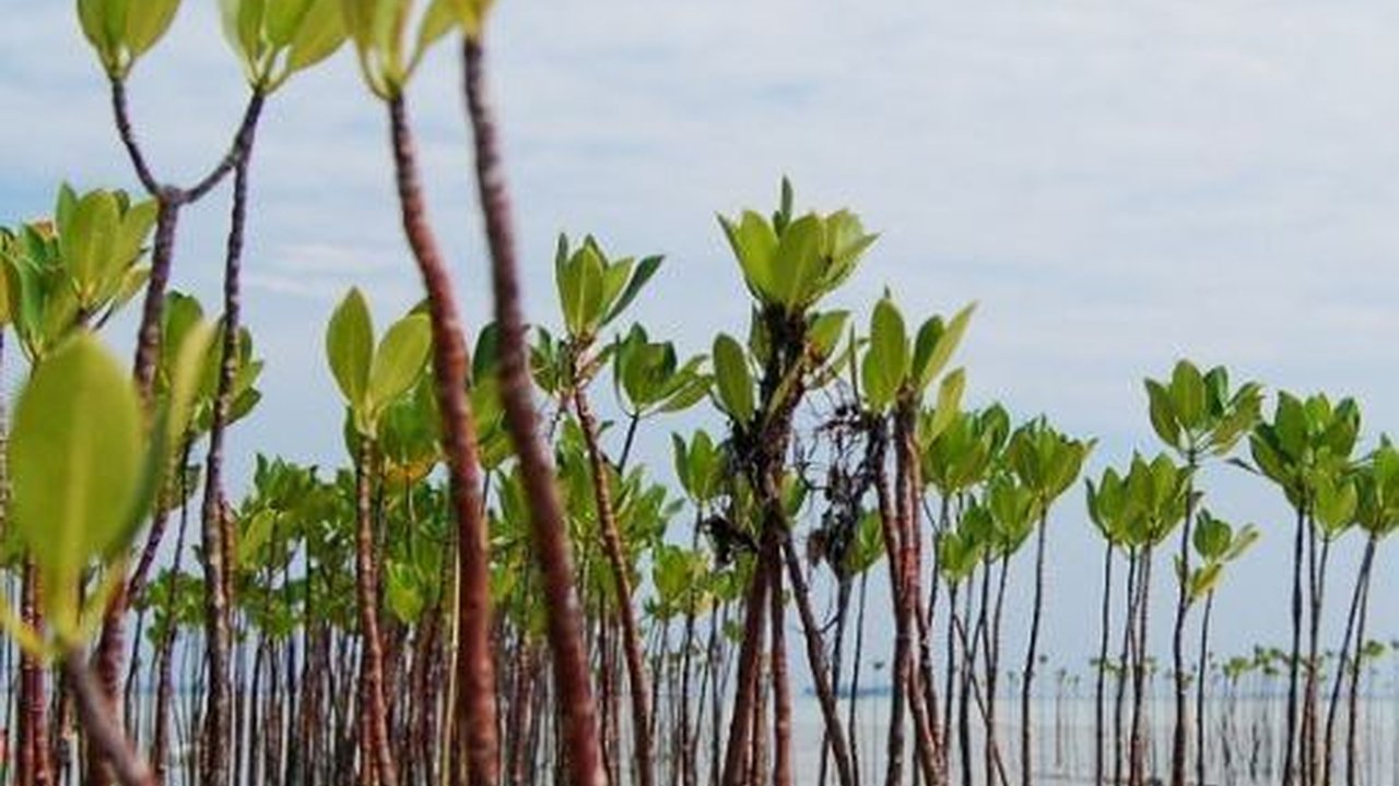 Mitigasi Dampak Perubahan Iklim, Patra Jasa Garap Program Pertamina Foundation di Pulau Bira