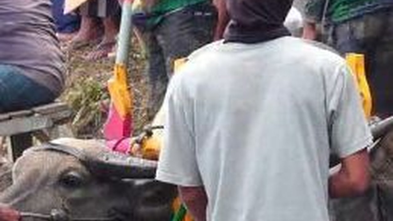 Serunya Kerapan Kerbau Tradisi Petani di Lumajang Jelang Masa Tanam