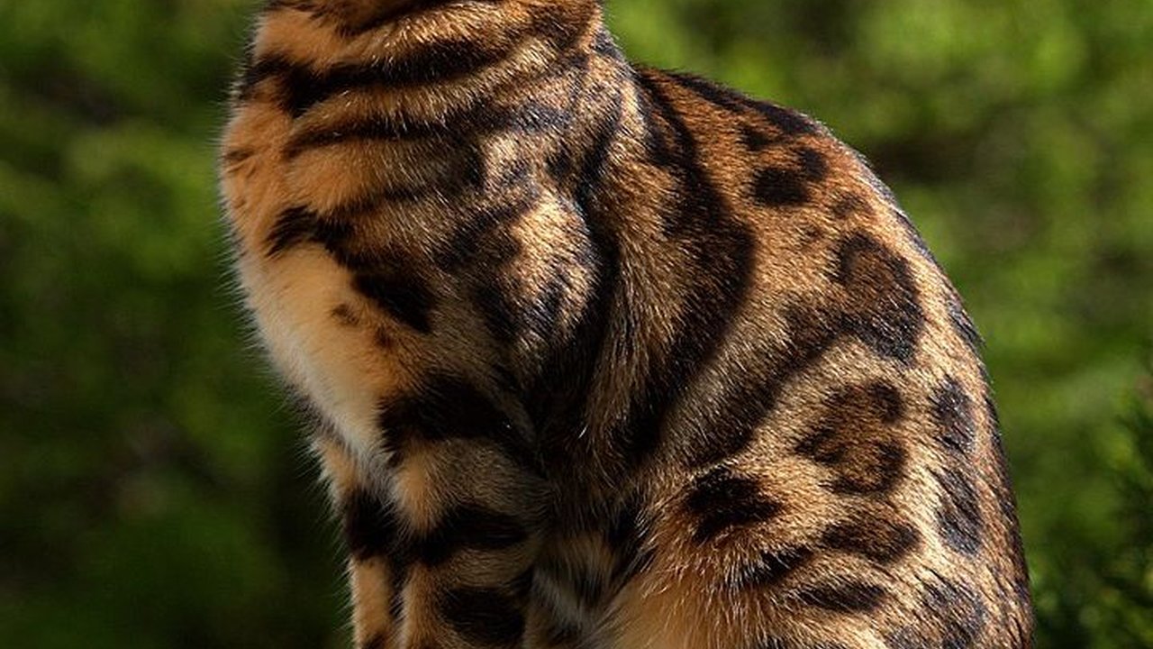 Jenis Kucing Bengal dan Karakteristiknya, Tubuh Panjang hingga Corak Unik