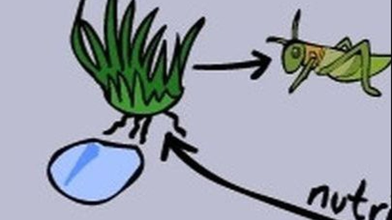 Jaring-Jaring Makanan Lengkap dengan Contohnya, Ternyata Berbeda dengan Rantai Makanan