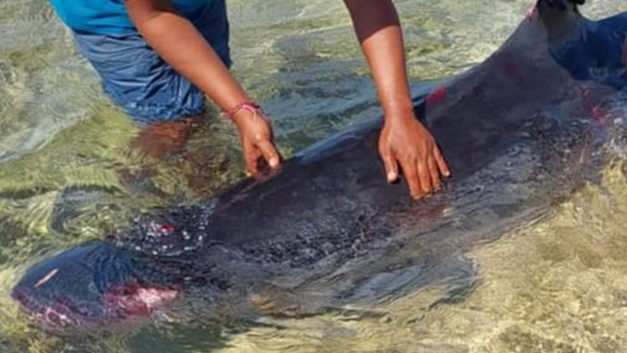 Paus Sperma Viral Terdampar di Bali, Akhirnya Mati dengan Tubuh Penuh Luka Gigitan Hiu