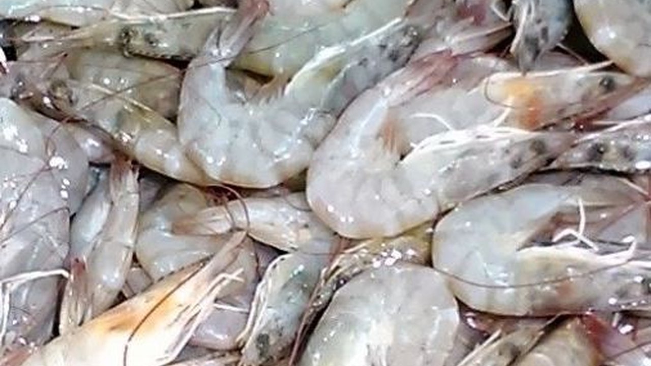 Budidaya Udang di Indonesia Masih Ketinggalan Zaman, KKP Gandeng Perusahaan China