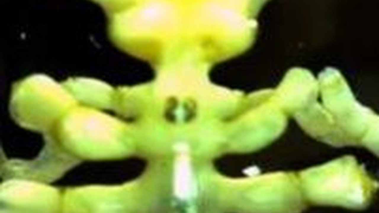 Spesies Baru Laba-Laba Ditemukan di Laut Antartika, Warnanya Kuning dan Cakarnya Besar dengan Sarung Tinju