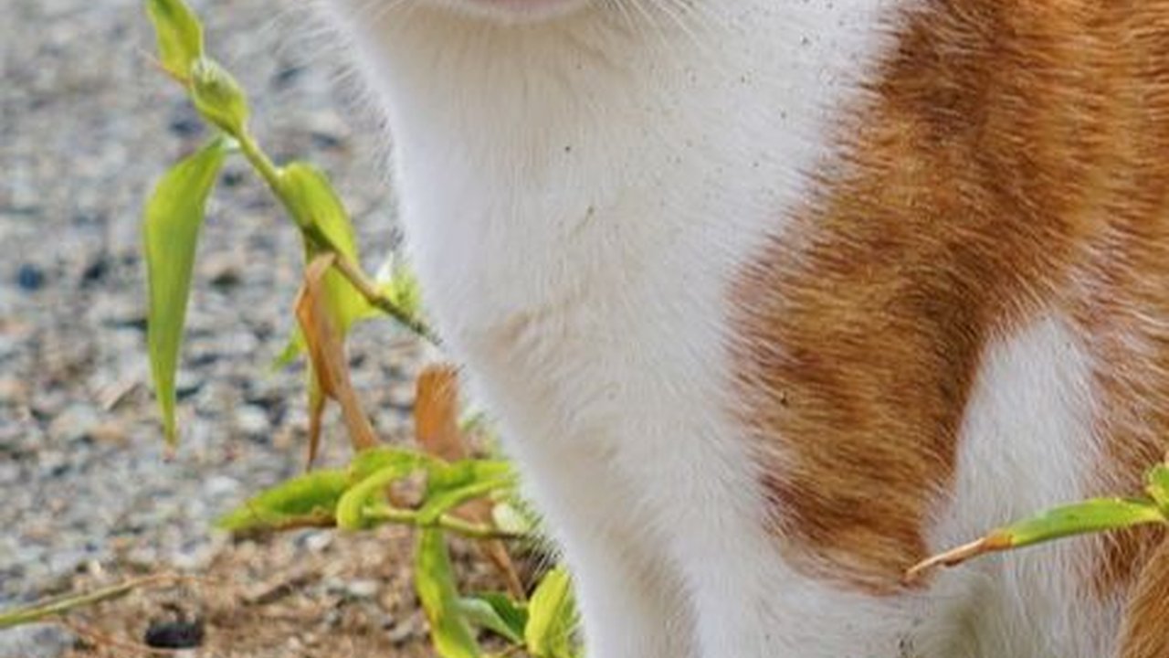 Penyebab Bau Mulut pada Kucing, Ketahui Cara Mengatasinya