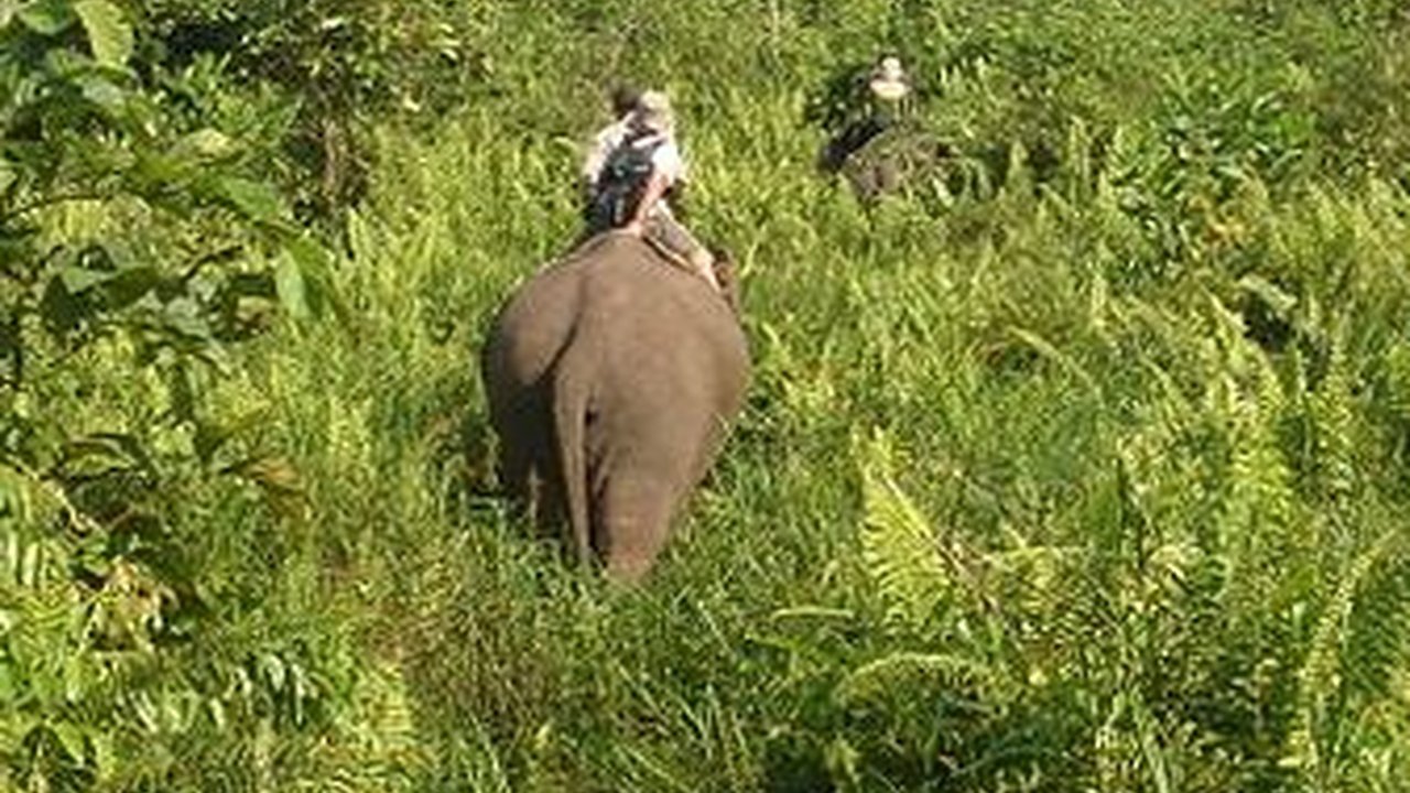 Kini Jadi Sasaran Perambah Hutan, Ini Fakta Menarik Taman Nasional Tesso Nilo di Riau