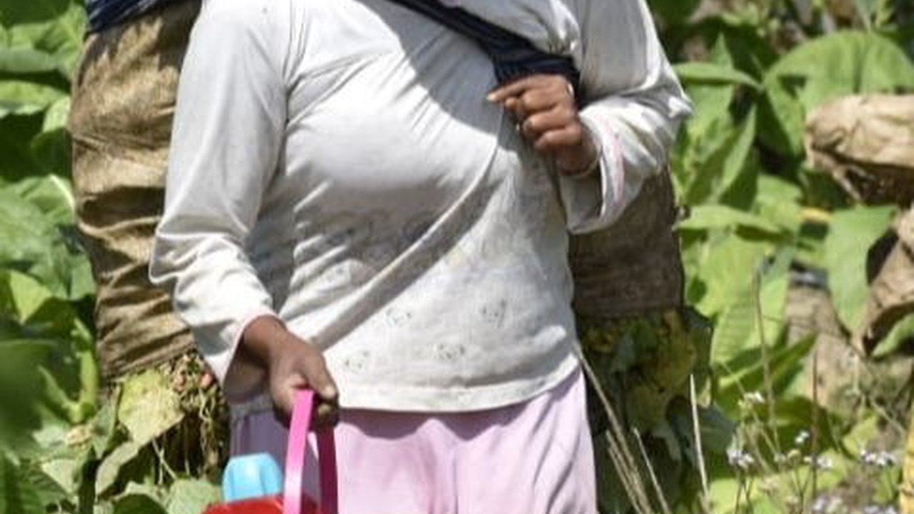 Industri Tembakau Jadi Sumber Pekerjaan Jutaan Masyarakat, Libatkan Banyak Industri Turunan