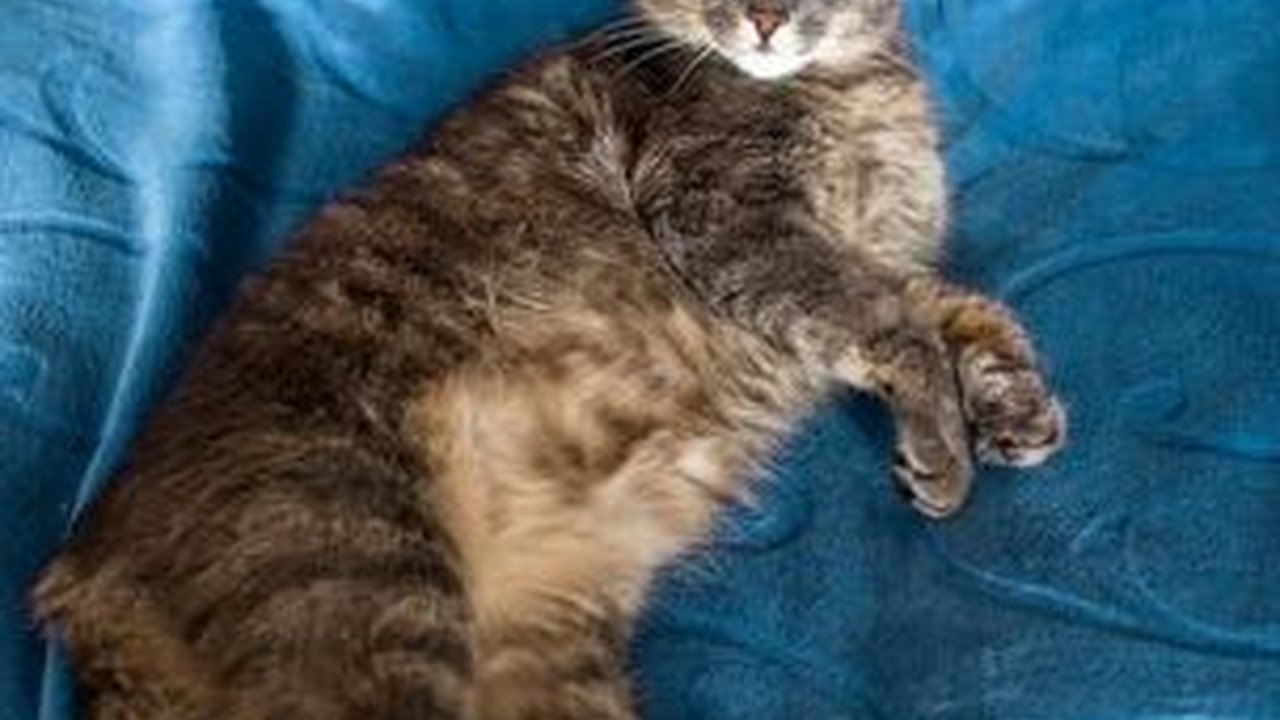 Mengatasi Kucing Betina Birahi, Tips Agar Tetap Tenang dan Tidak Berisik