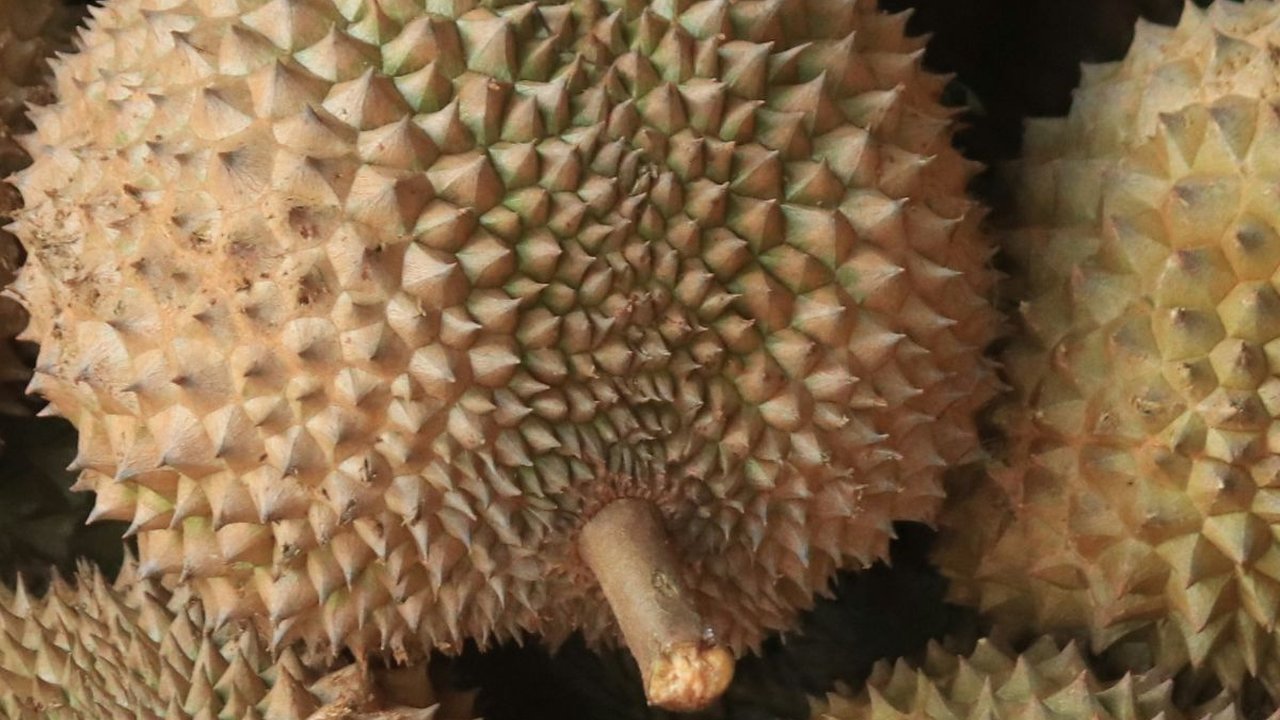 10 Manfaat Buah Durian untuk Kesehatan yang Perlu Diketahui