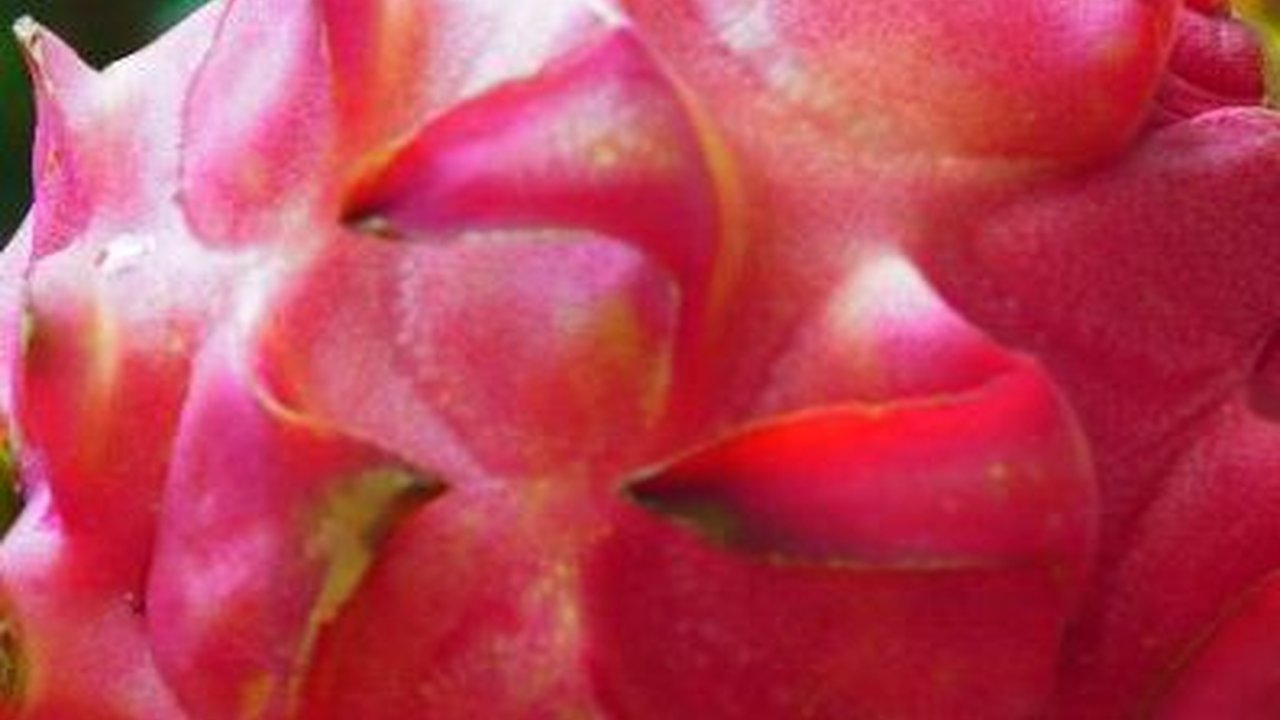 Kisah Mantan Pekerja Migran Indonesia Jadi Inovator Buah Naga, Raih Omzet Rp50 Juta per Bulan