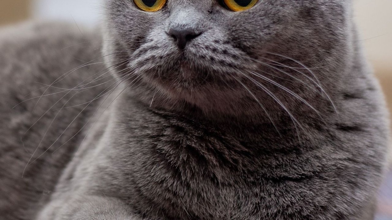 Penyebab Kutu Telinga Kucing, Ciri-Ciri, dan Cara Mengatasinya dengan Ampuh
