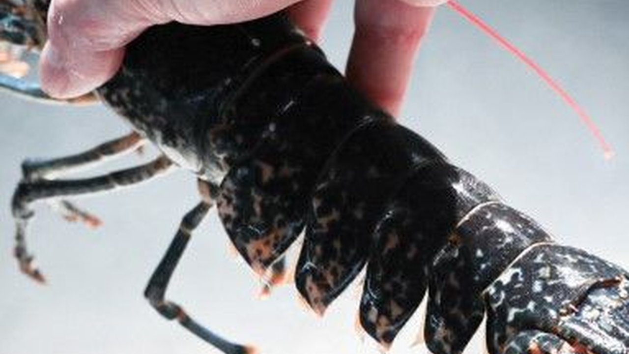 Menteri Trenggono Ingin Indonesia Punya Peran Strategis di Rantai Pasok Lobster Dunia, Begini Langkah Diambil