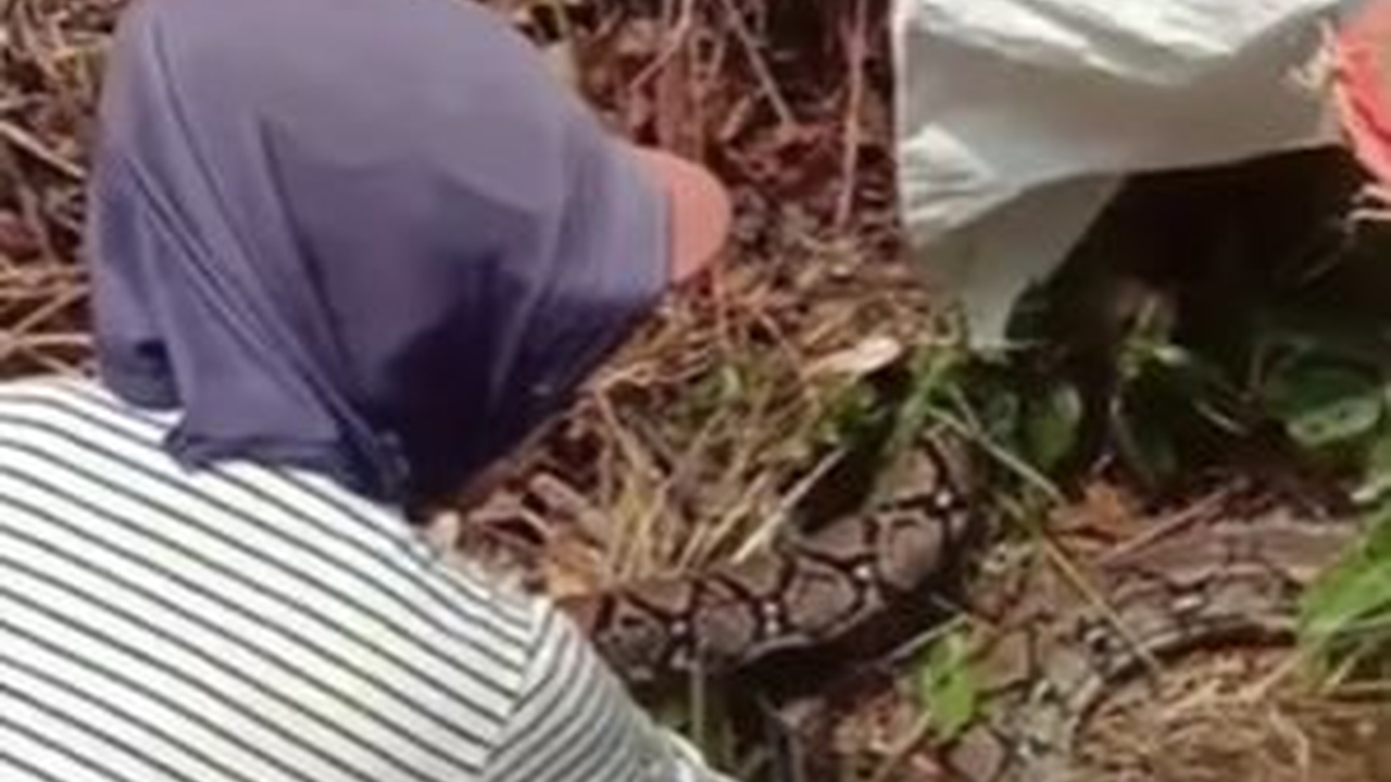 Keren, Kompak dan Berani Emak-emak Menangkap Ular Besar di Kebun 'Makan Besar Guys Malam Ini Kami'