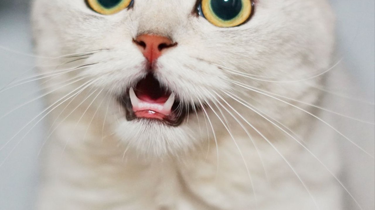 Ciri-Ciri Kucing Rabies yang Penting Dipahami, Ketahui Penyebabnya