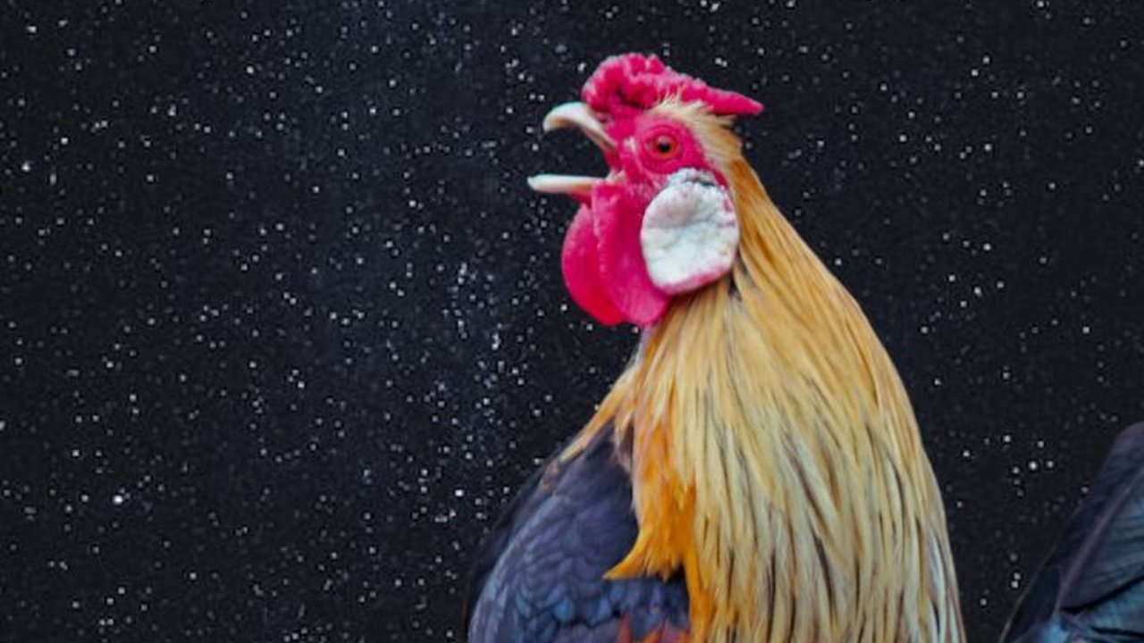 Penjelasan Sains di Balik Berkokoknya Ayam di Malam Hari