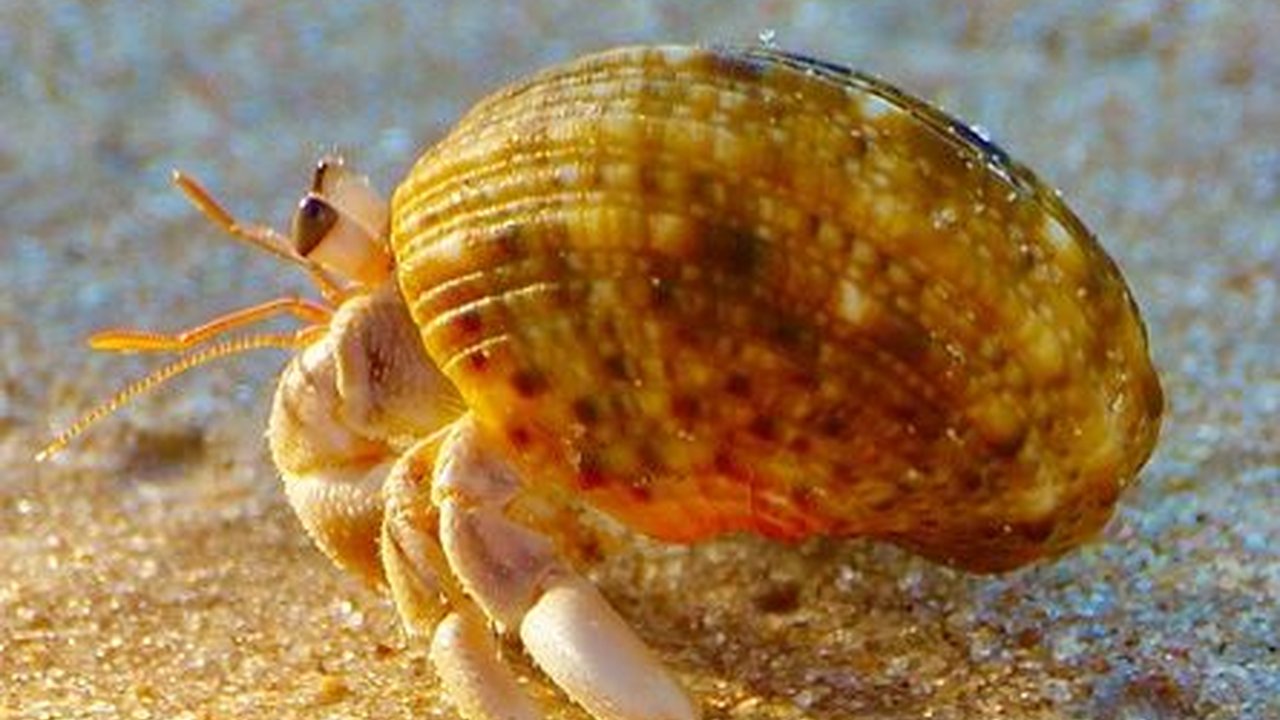 Karakteristik Kelomang dan Cara Merawatnya, Perhatikan Asupan Makanan yang Tepat