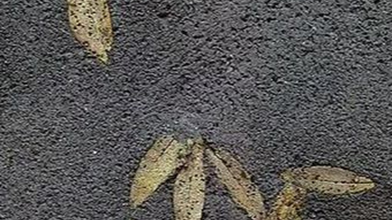 Fosil Daun Zaitun Berusia 60.000 Tahun Ditemukan Masih Utuh, Ungkap Sejarah Mengerikan Letusan Gunung Api di Santorini