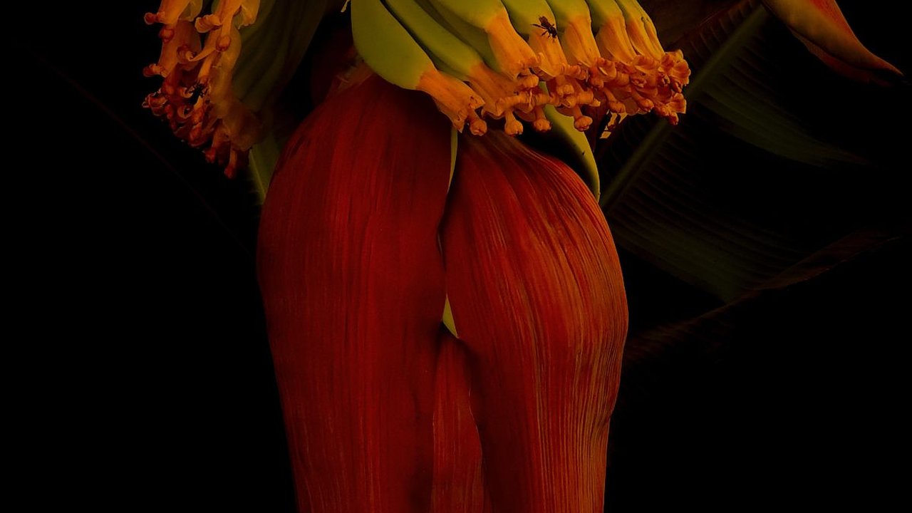 Jantung Pisang, Lebih dari Sekadar Buah Kaya Manfaat untuk Kesehatan