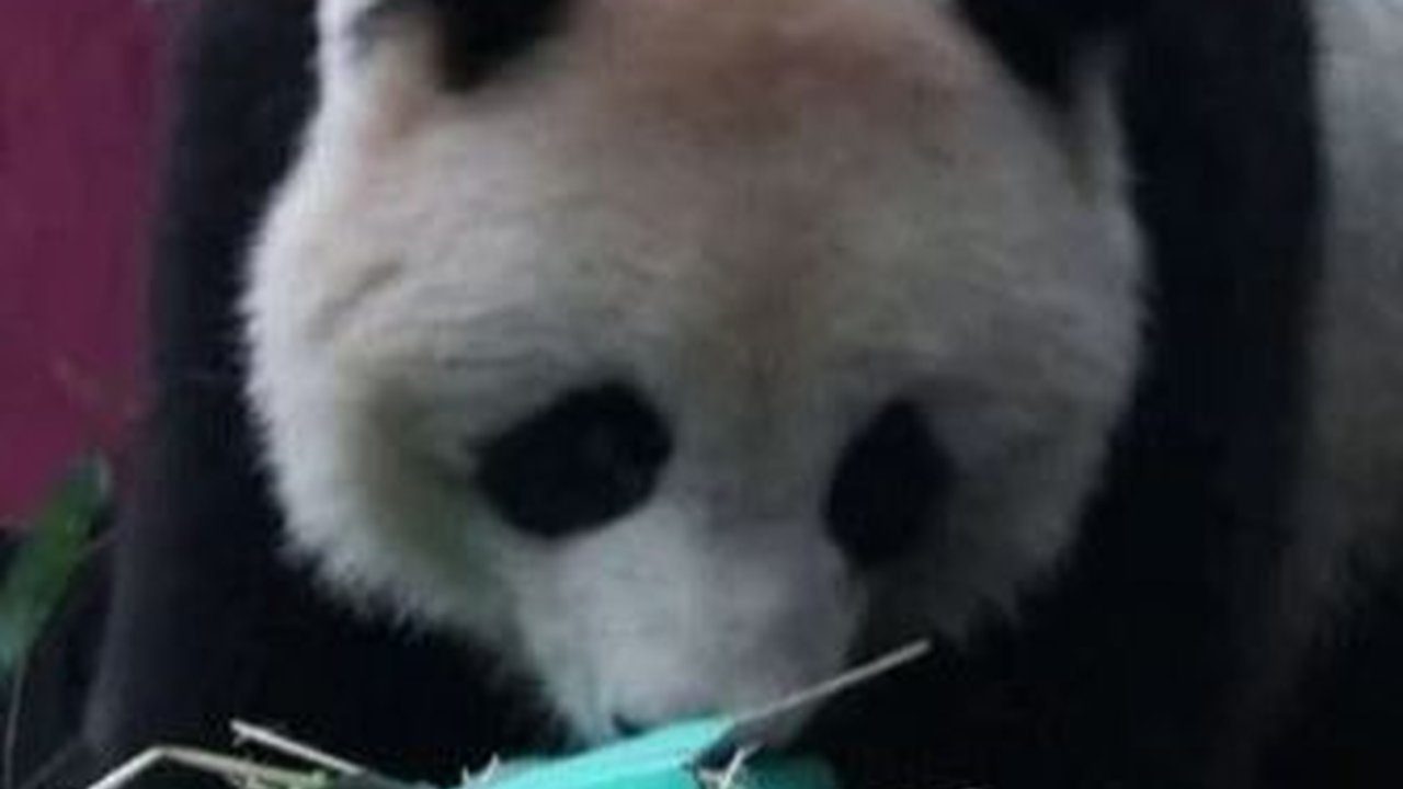 Video Lucu Panda dan Orangutan Buka Kado Natal, Isinya Bikin Penasaran