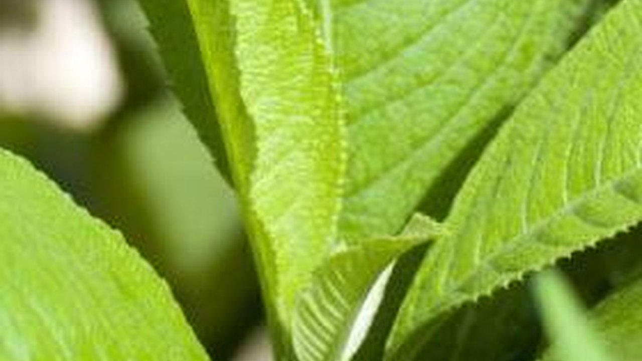 Manfaat Daun Sembung untuk Kesehatan, Bisa Dijadikan Obat begini Cara Menggunakannya