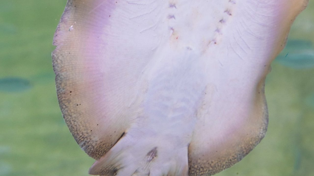 Ikan Pari Jawa Punah Akibat Ulah Manusia, Ini Buktinya