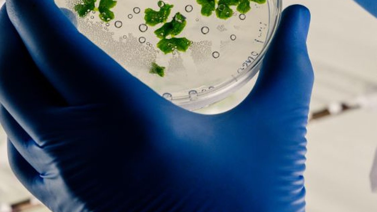 Bioteknologi Konvensional: Pengertian, Ciri, Kelebihan, dan Kekurangannya