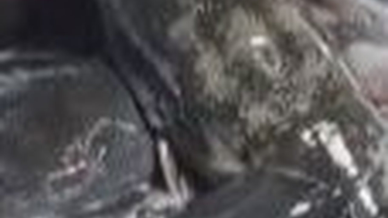 Jenis Ikan Lele yang Cocok untuk Budi Daya, Perlu Diketahui