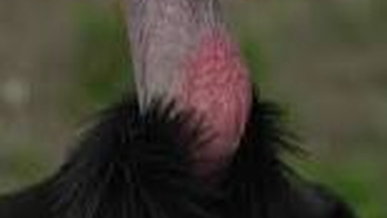 8 Hewan yang Mampu Berkembang Biak Tanpa Pejantan