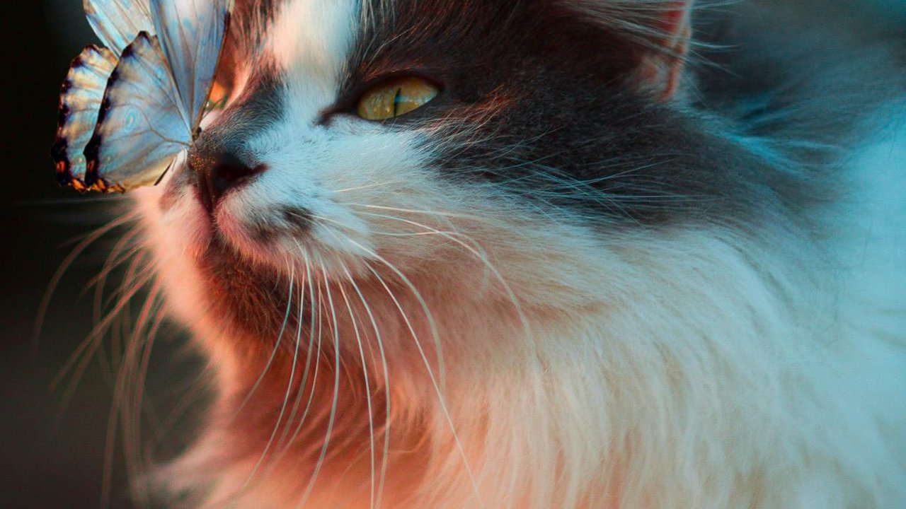 Karakteristik Ragdoll, Kucing Ras Super Cantik yang Butuh Perawatan Ekstra