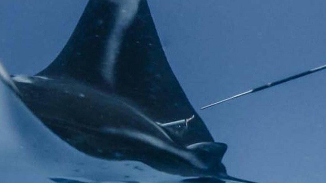 Resmi Dinyatakan Punah, Begini Penampakan Ikan Pari Jawa Hewan Pertama di Dunia Lenyap Akibat Manusia