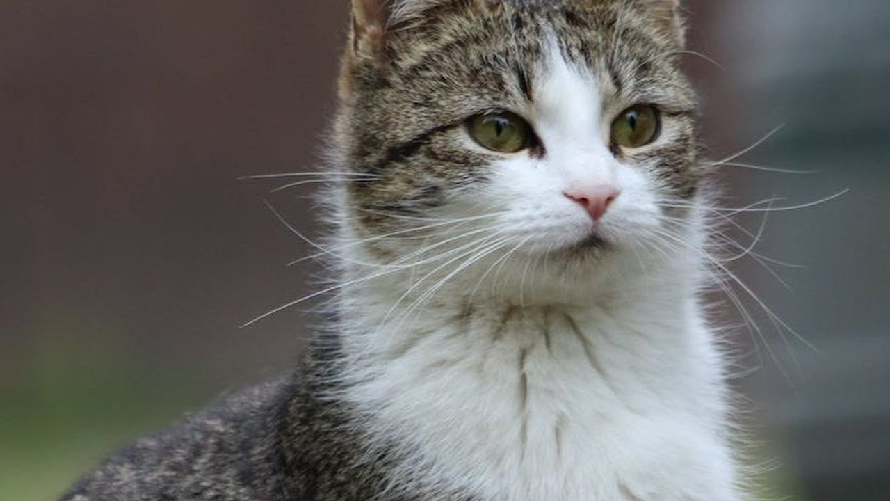 Berkenalan dengan Muezza, Kucing Istimewa dalam Agama Islam