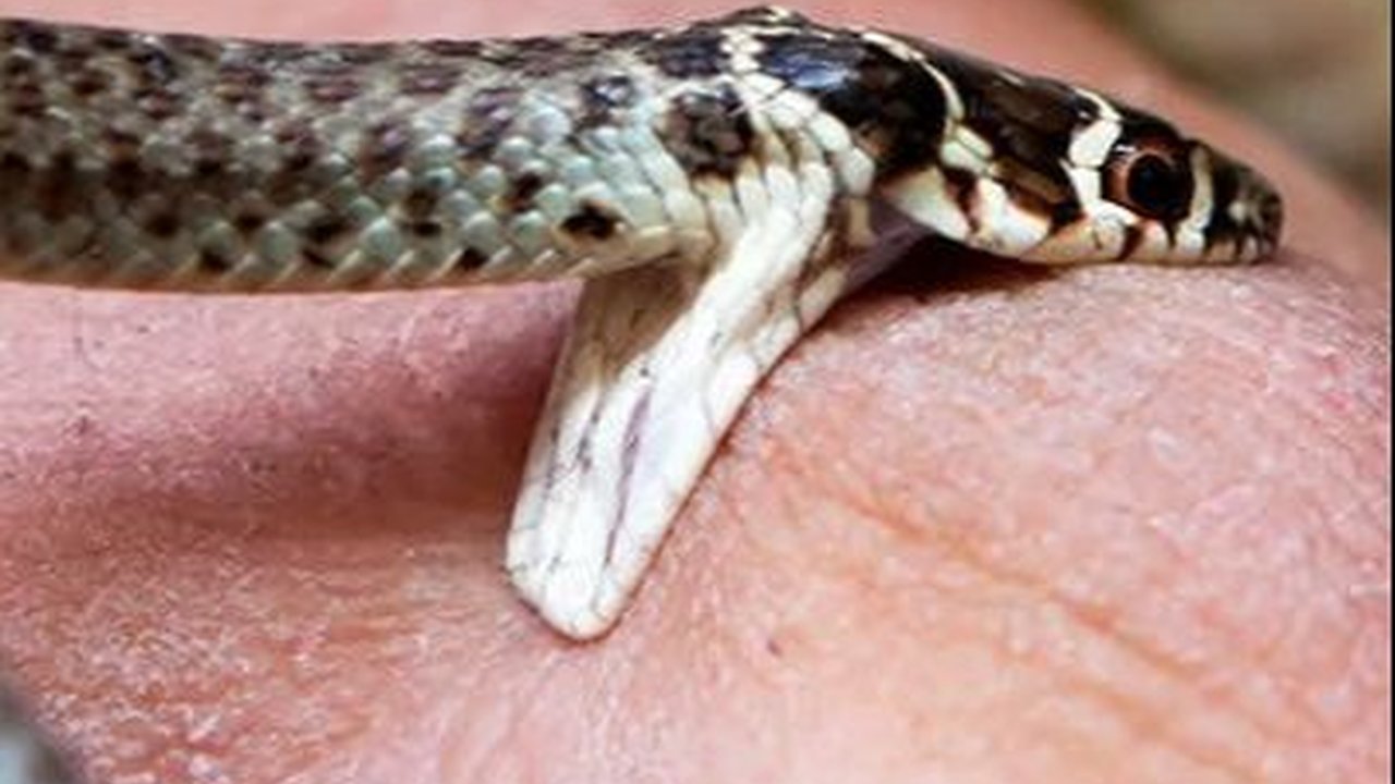 Arti Mimpi Digigit Ular, Pertanda Baik atau Buruk?