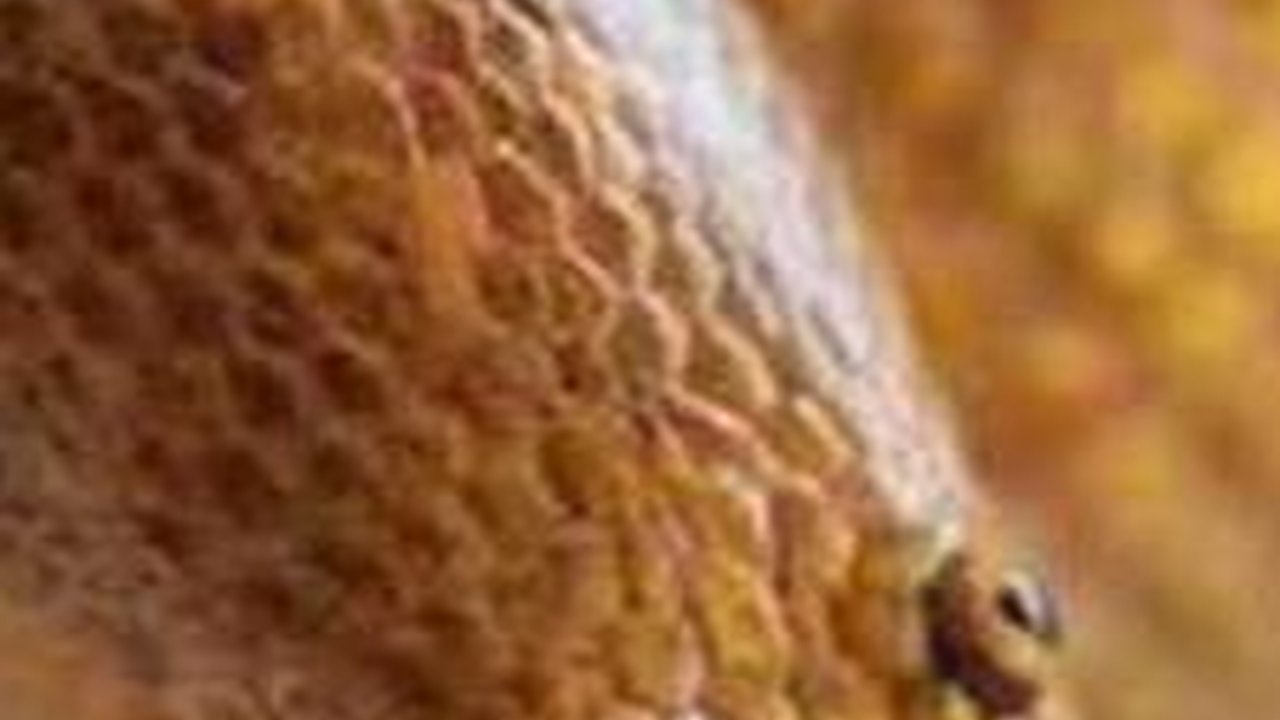 Tidak Menakutkan, Mungkin Inilah Bentuk Ular Terlucu di Dunia