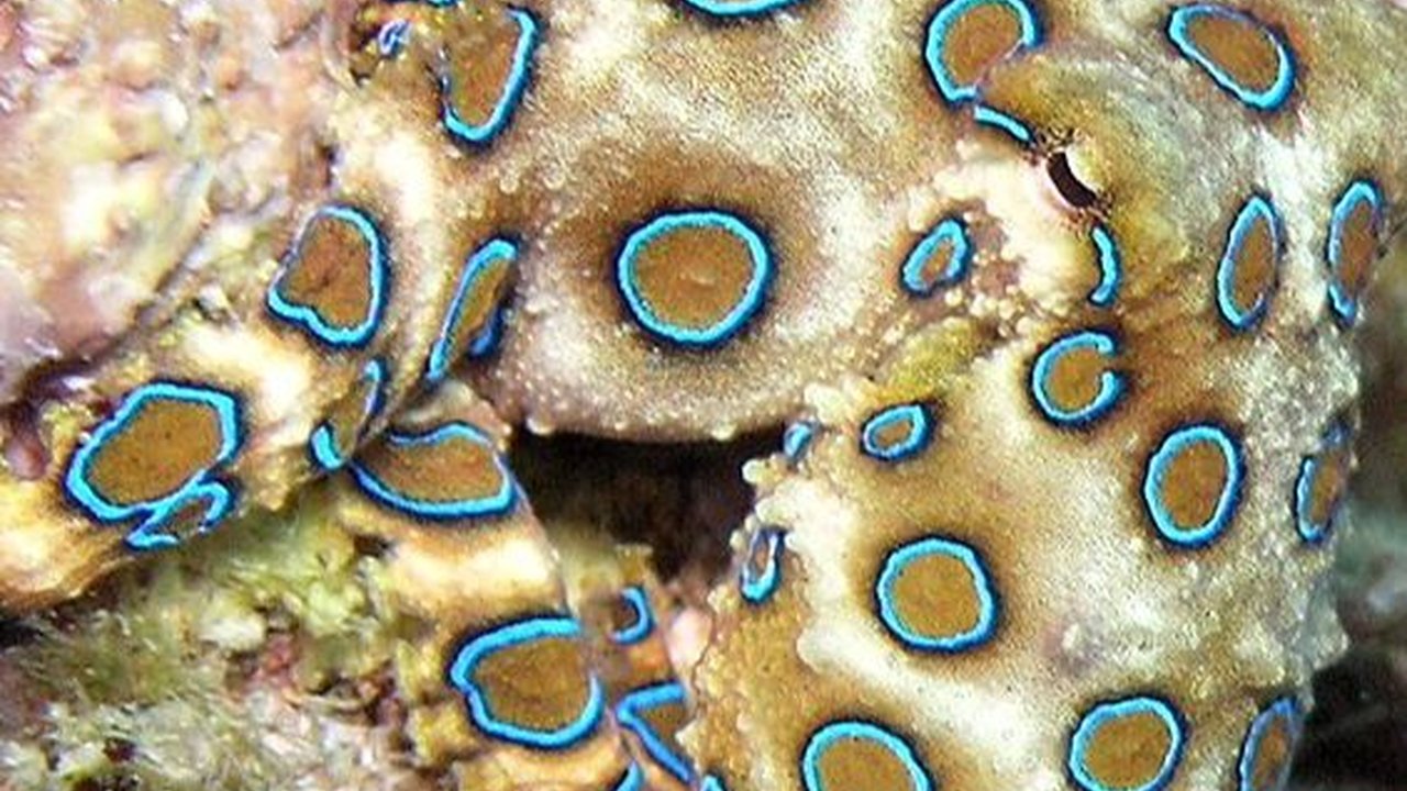 Cantiknya Penampakan Gurita Cincin Biru, Tapi Sangat Mematikan
