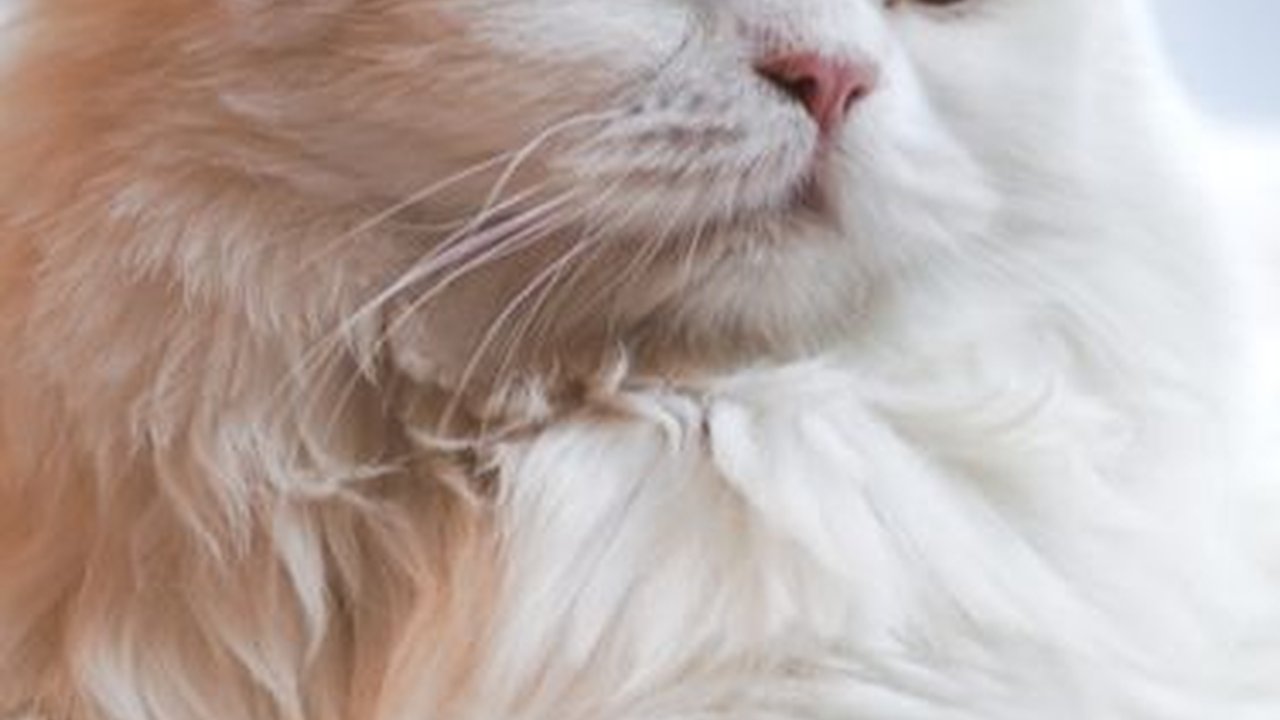 Jenis Kucing Persia jadi Hewan Peliharaan paling Menggemaskan, Kenali Ciri Khas Fisiknya