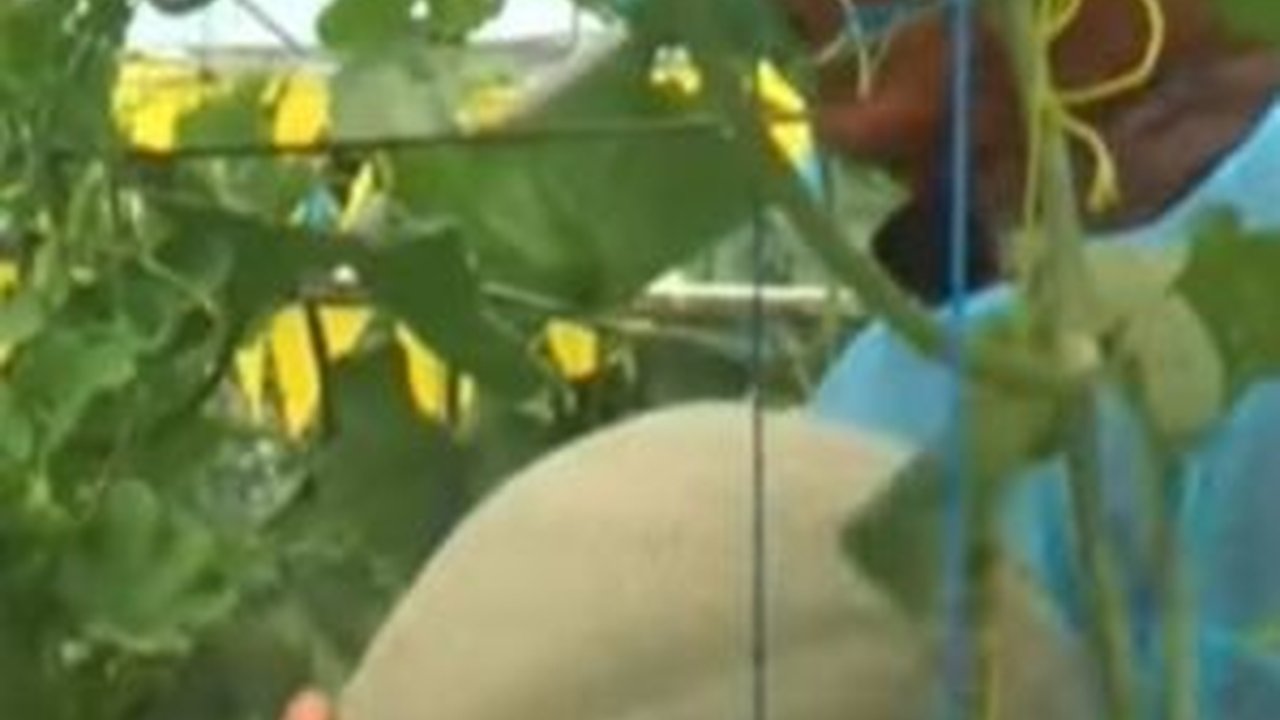 Petani Muda Semarang Ini Sukses Budidaya Melon di Tengah Kota, Pecahkan Rekor Dunia
