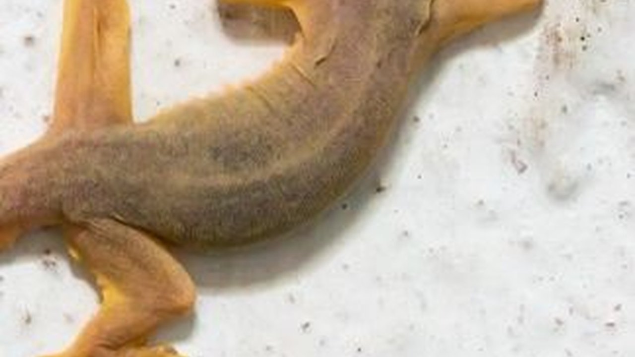 10 Cara Mengusir Cicak dari Dalam Rumah