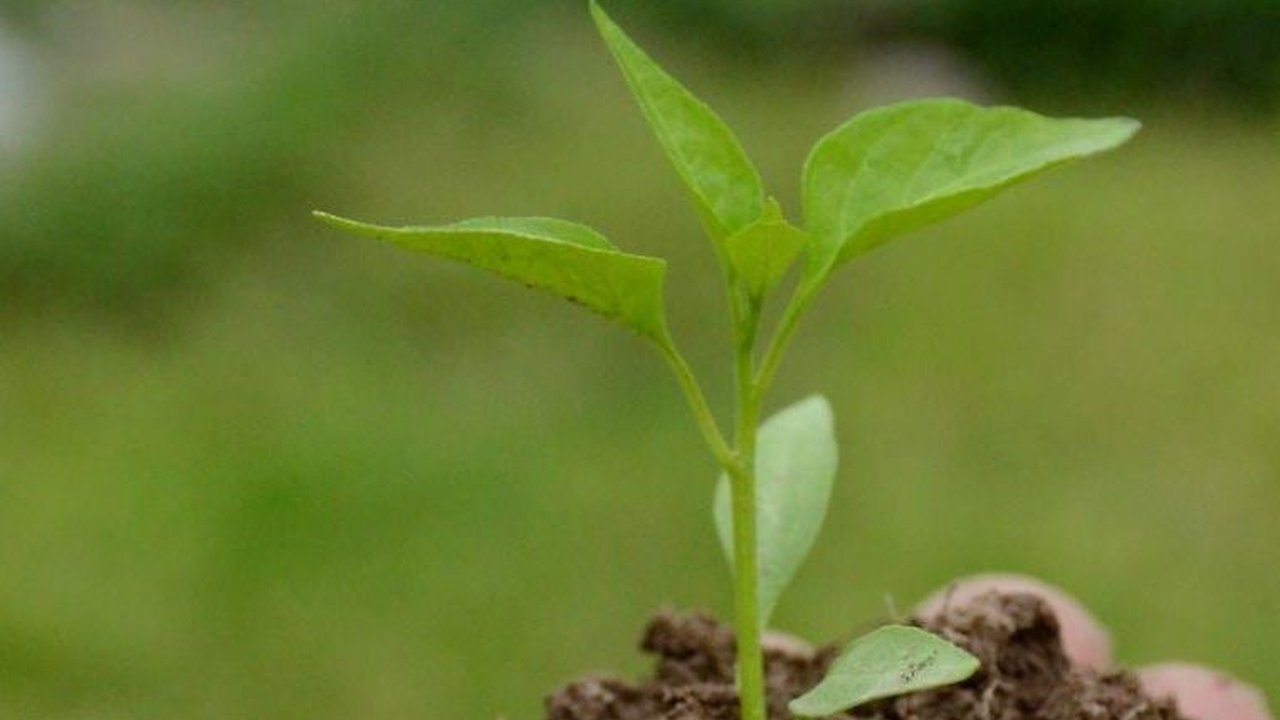 5 Desember: Peringatan Hari Tanah Sedunia, Berikut Sejarah dan Tujuannya