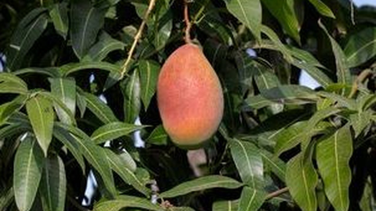 Tak Hanya Buahnya yang Enak, Daun Mangga Ternyata Bisa Mengurangi Penumpukan Lemak di Perut