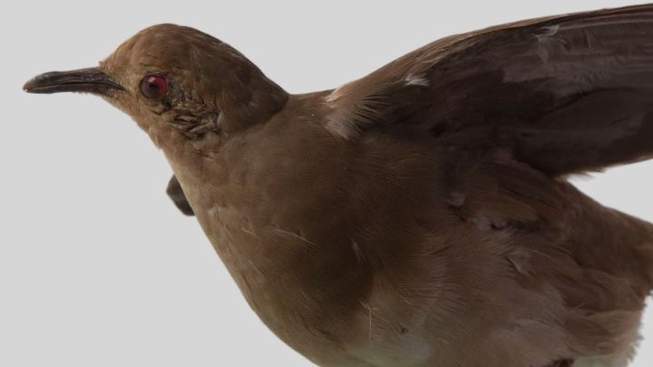 AI Dipakai sebagai Petunjuk Jalan Pencarian Burung Terancam Punah Ini