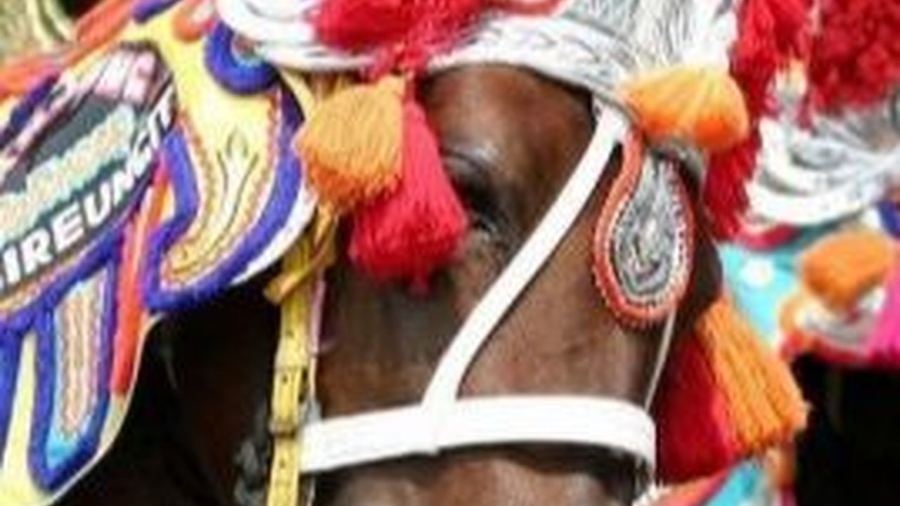 Meriah, Khitanan Gibran Diarak Pakai Kuda Renggong Sekampung Turun Ke Jalan Berjoget