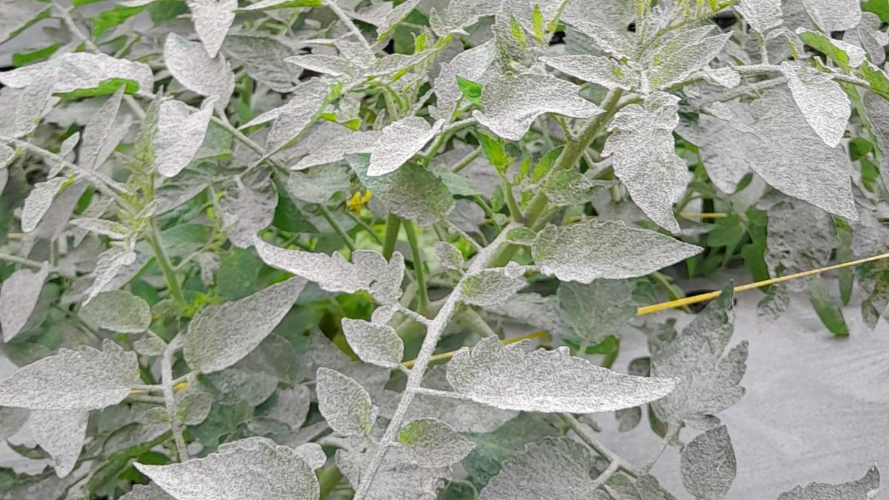 Potret Perkebunan Warga Berselimut Tebal Abu Vulkanik Pascagunung Marapi Erupsi