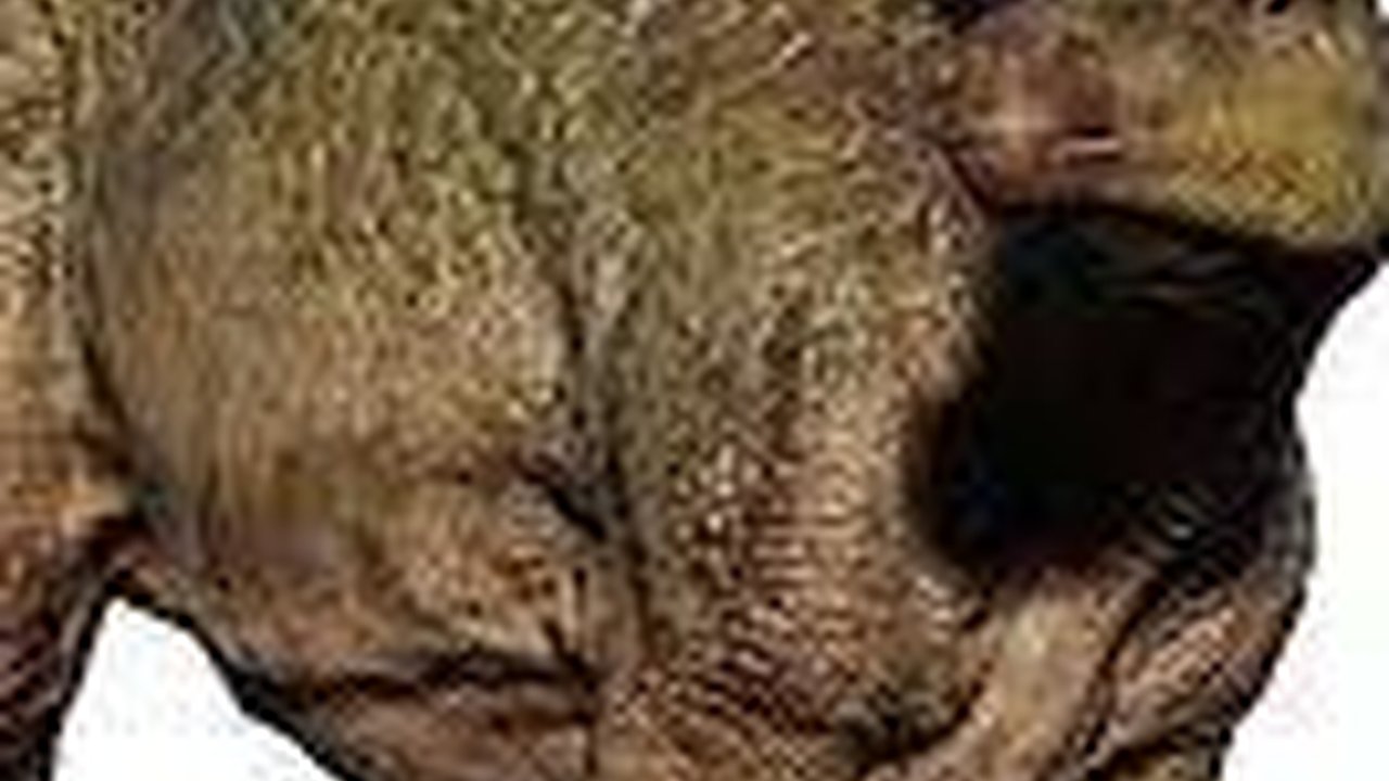 Fosil Dinosaurus Ditemukan dengan Tulang Hampir Utuh dan Kulitnya Masih Menempel